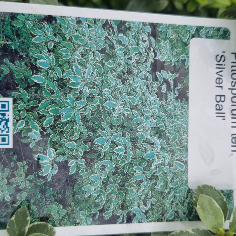Pittisporum silver ball 3ltr