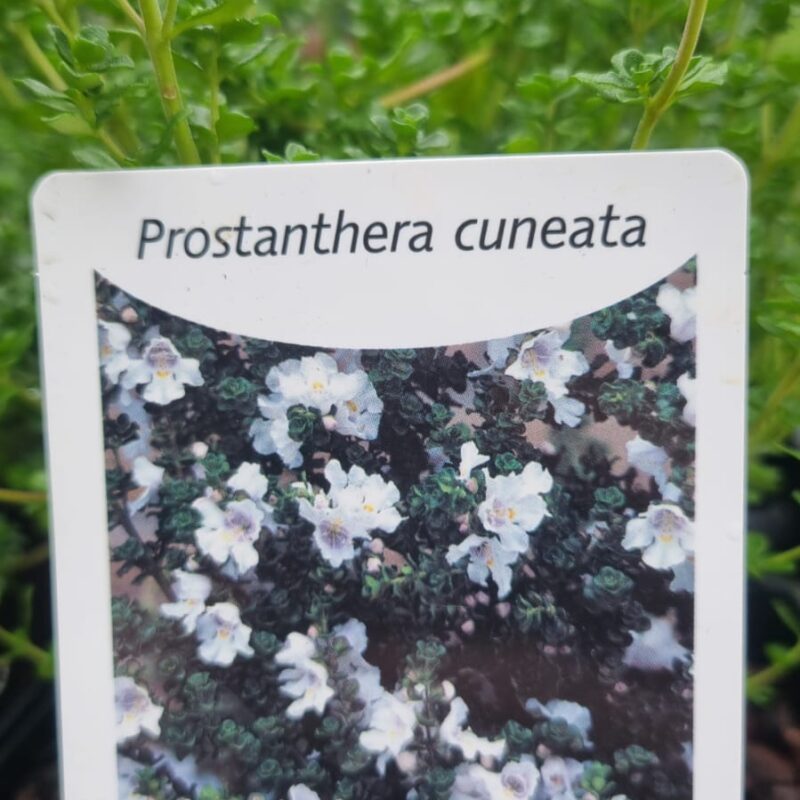 Prostanthera cuneata 2ltr