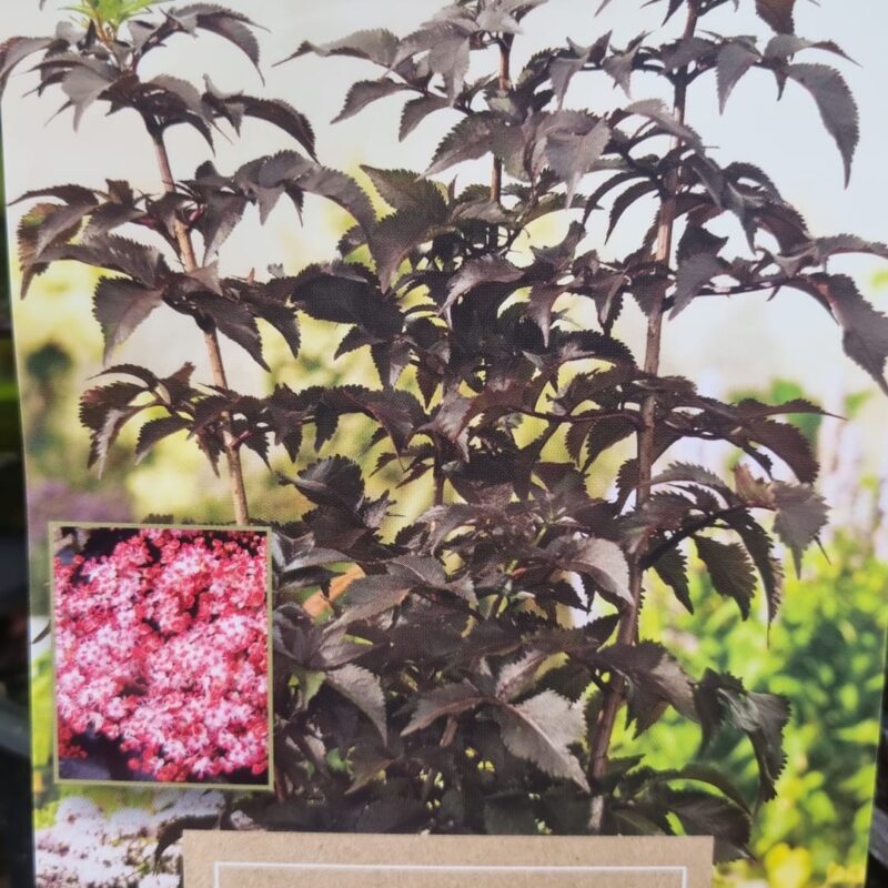 Sambucus black tower 3ltr