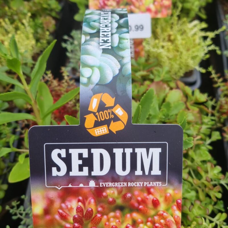 Sedum 6 pack