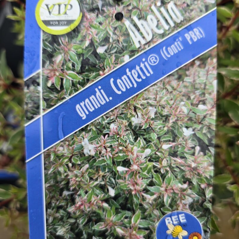 Abelia grandiflora confetti 2ltr