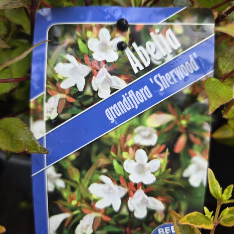 Abelia grandiflora sherwood 2ltr