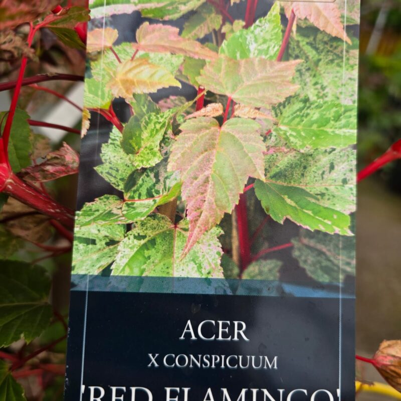 Acer conspicuum red flamingo 6ft