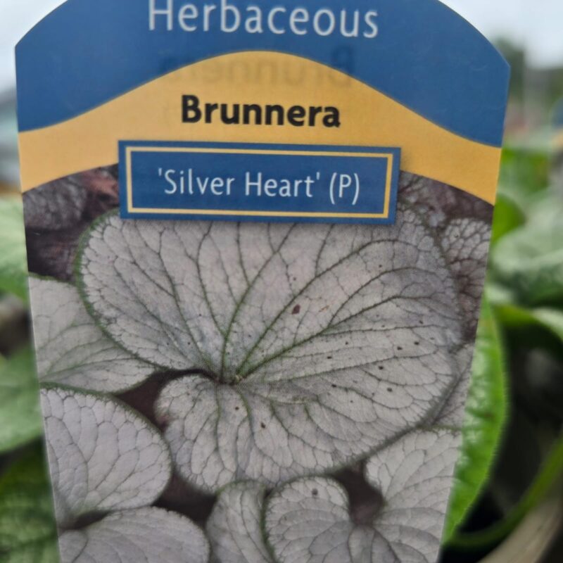 Brunner silver heart 2ltr