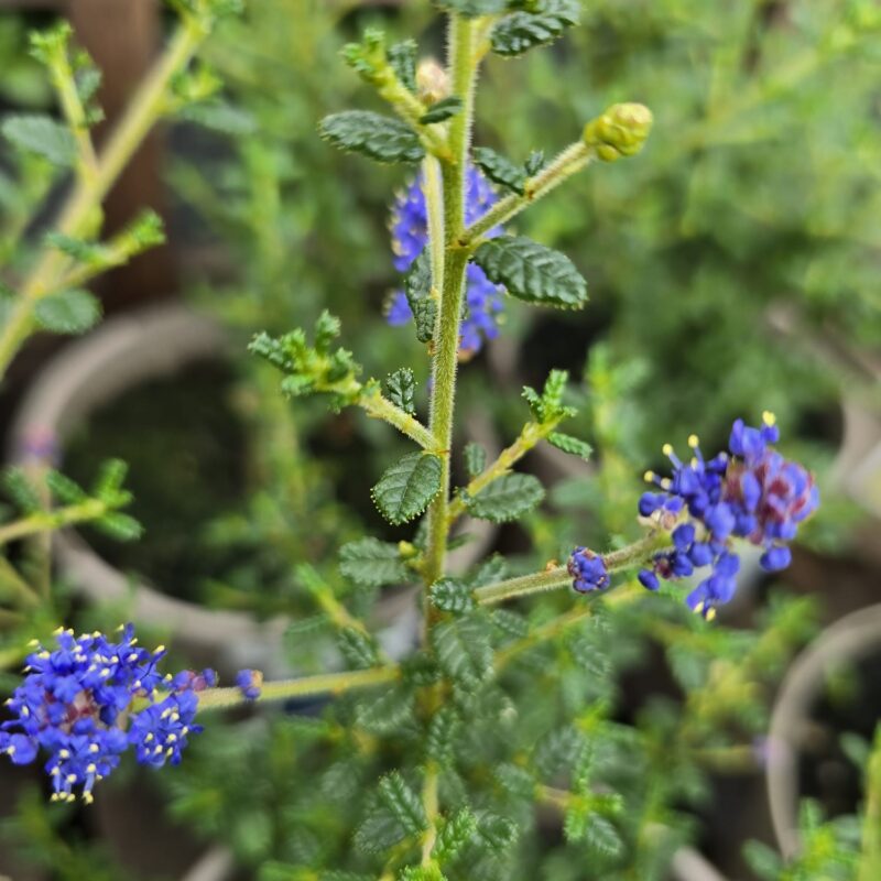 Ceanothus dark star 2ltr
