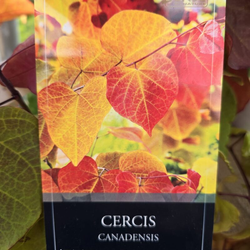 Cercis canadensis eternal flame 5.5ft