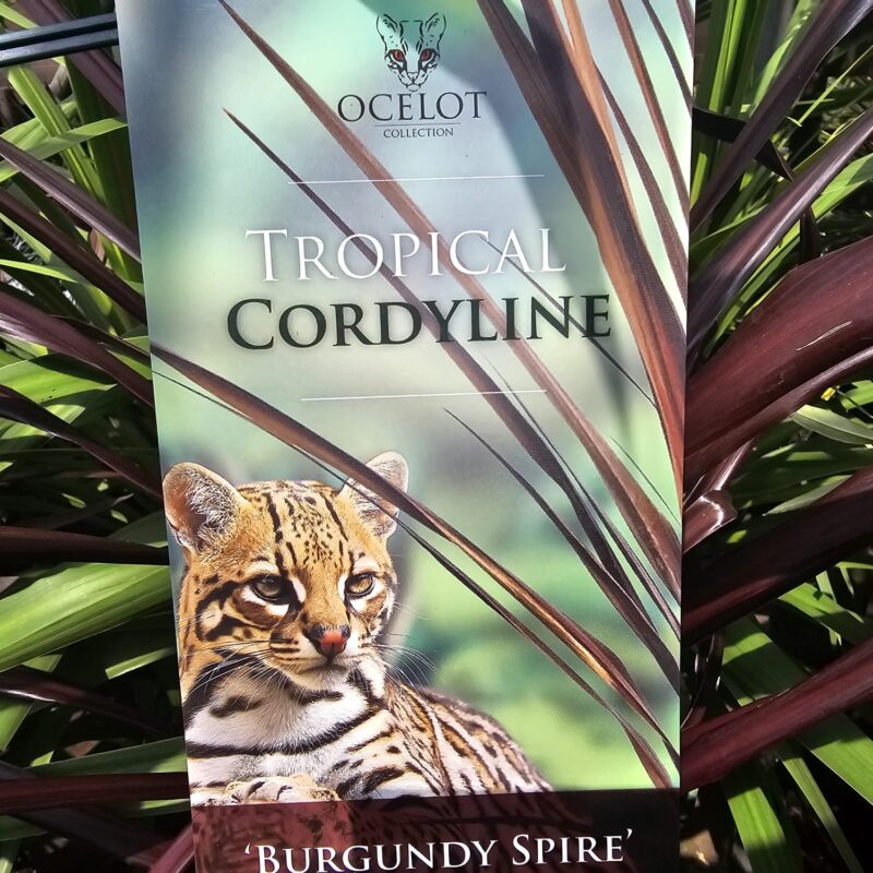 Cordyline burgundy spire 2ltr