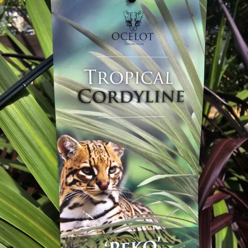 Cordyline peko 2ltr