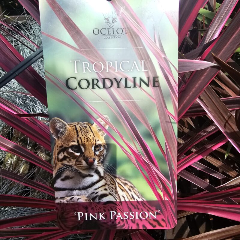 Cordyline pink passion 2ltr