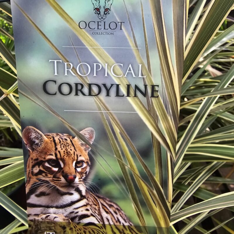 Cordyline torbay dazzler 2ltr