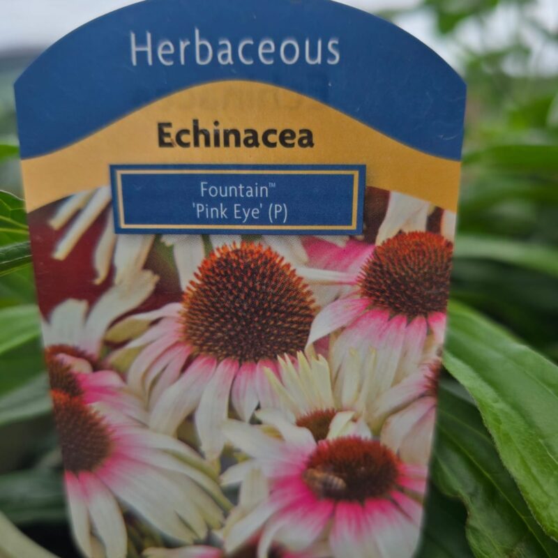 Echinacea pink eye 2ltr