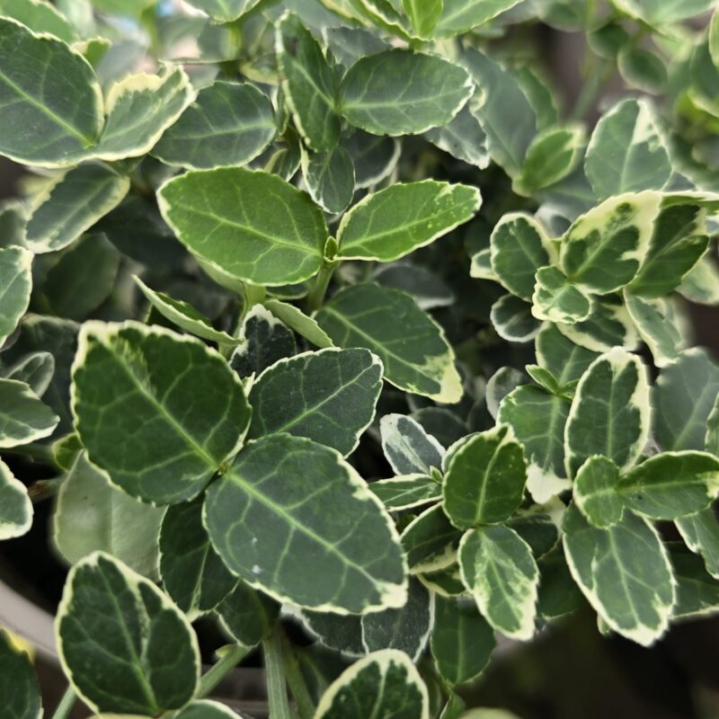 Euonymus emerald gaiety 2ltr