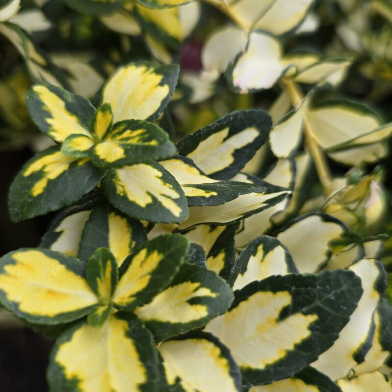 Euonymus fort. Blondy 2ltr