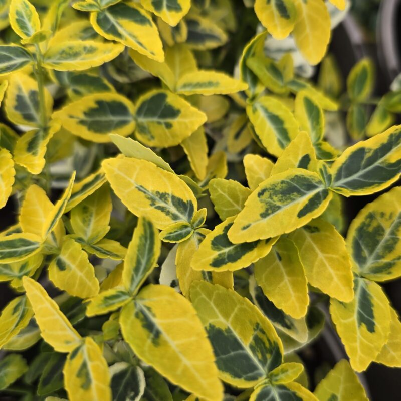 Euonymus fortunei emerald n gold 2ltr
