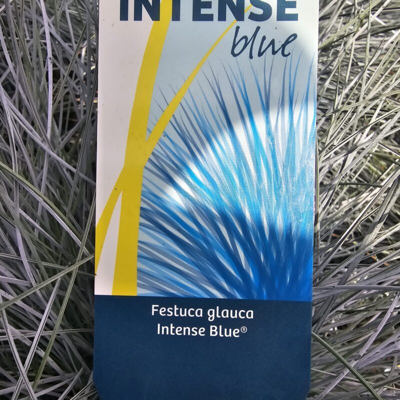 Festuca glauca intense blue 2ltr