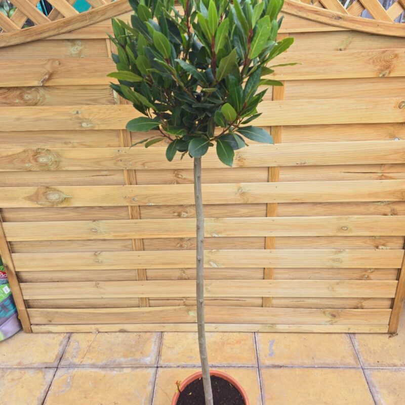 Laurus noblis half std