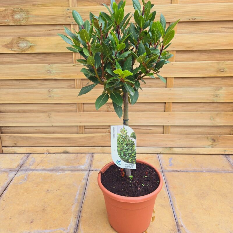 Laurus noblis mini std