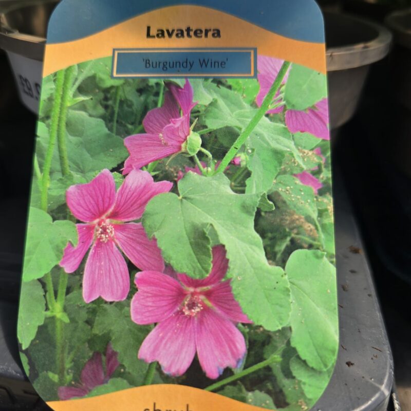 Lavatera burgundy wine 2ltr