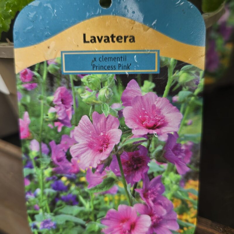 Lavatera princess pink 2ltr