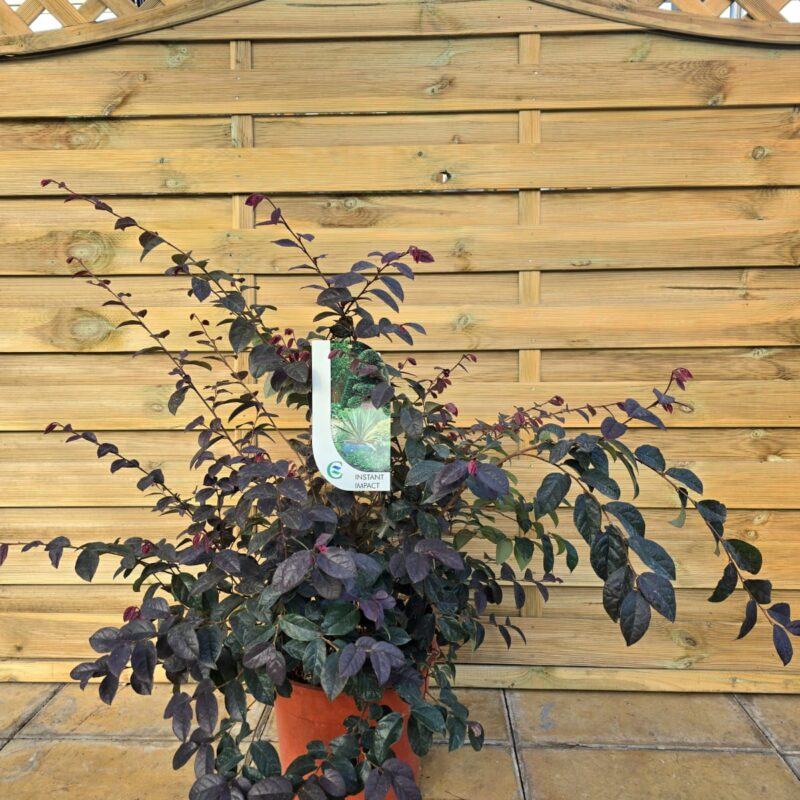 Lorapetalum ever red 7ltr