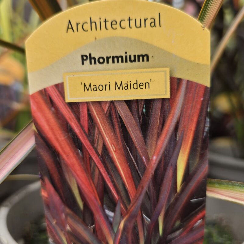 Phormium Maori maiden 5ltr
