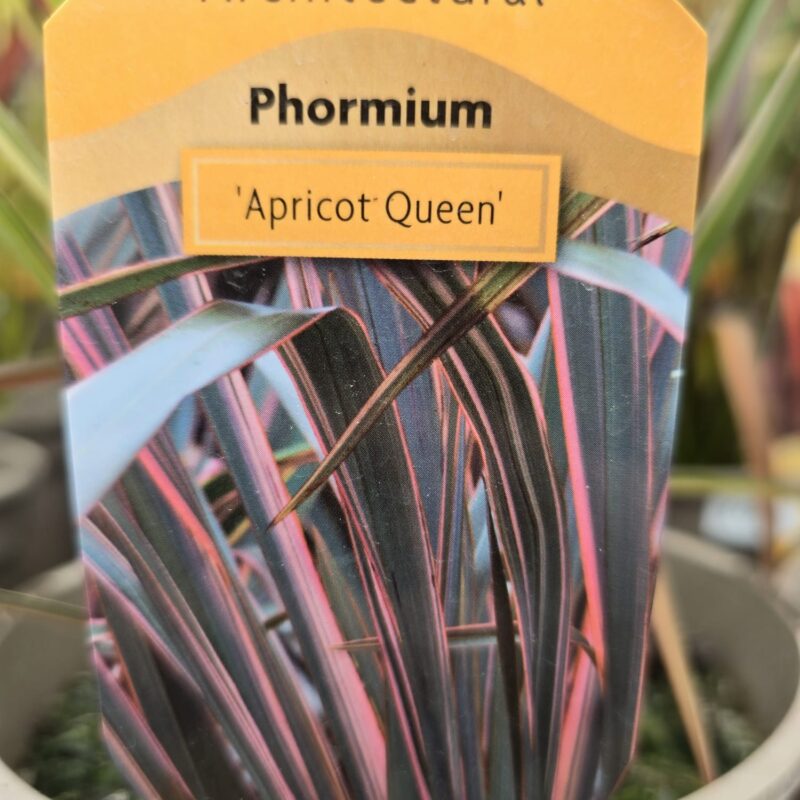 Phormium apricot queen 5ltr