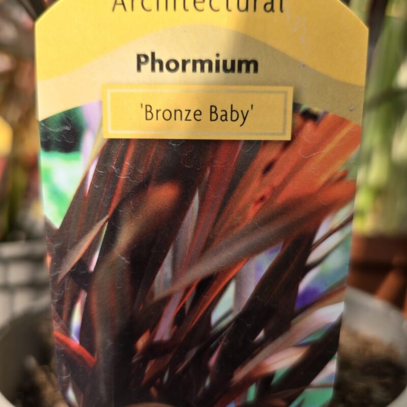 Phormium bronze baby 5ltr