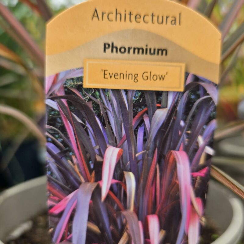 Phormium evening glow 5ltr
