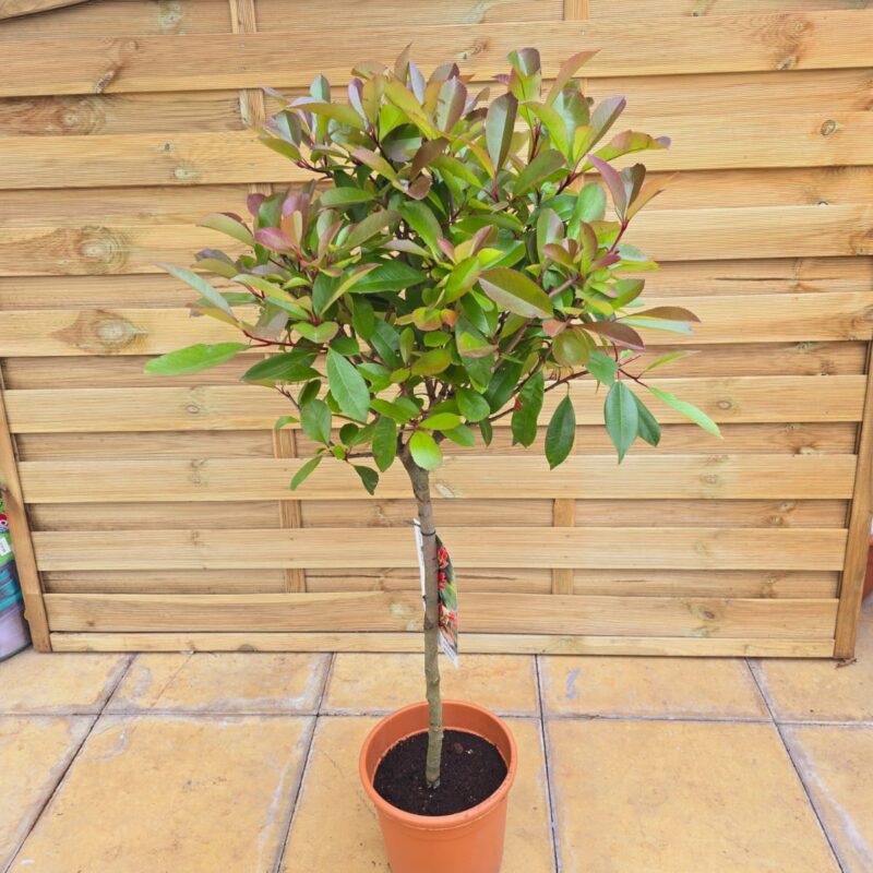 Photinia red Robin quater std