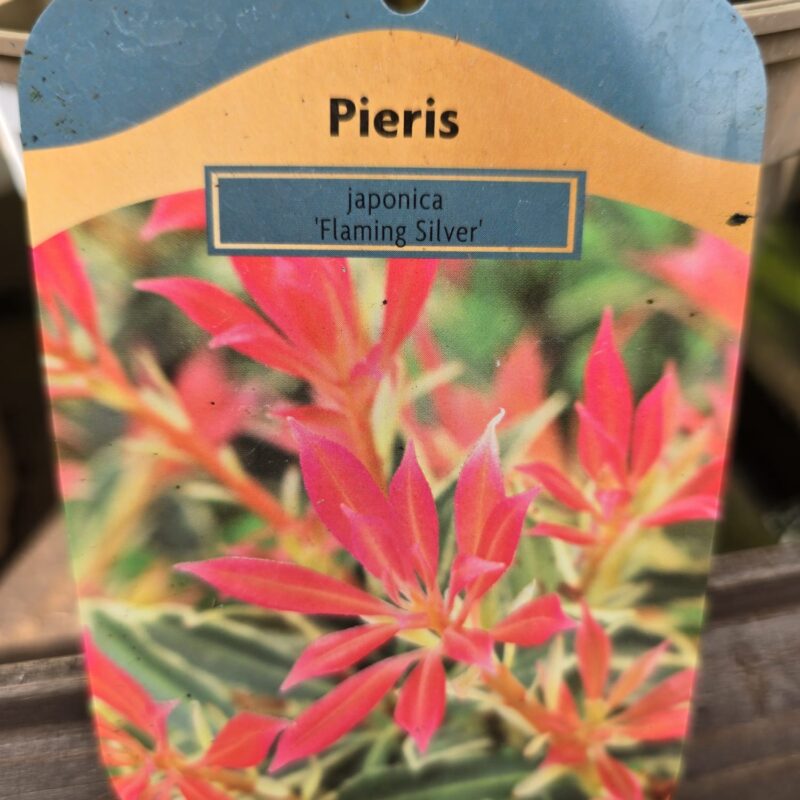 Pieris flaming silver 2ltr