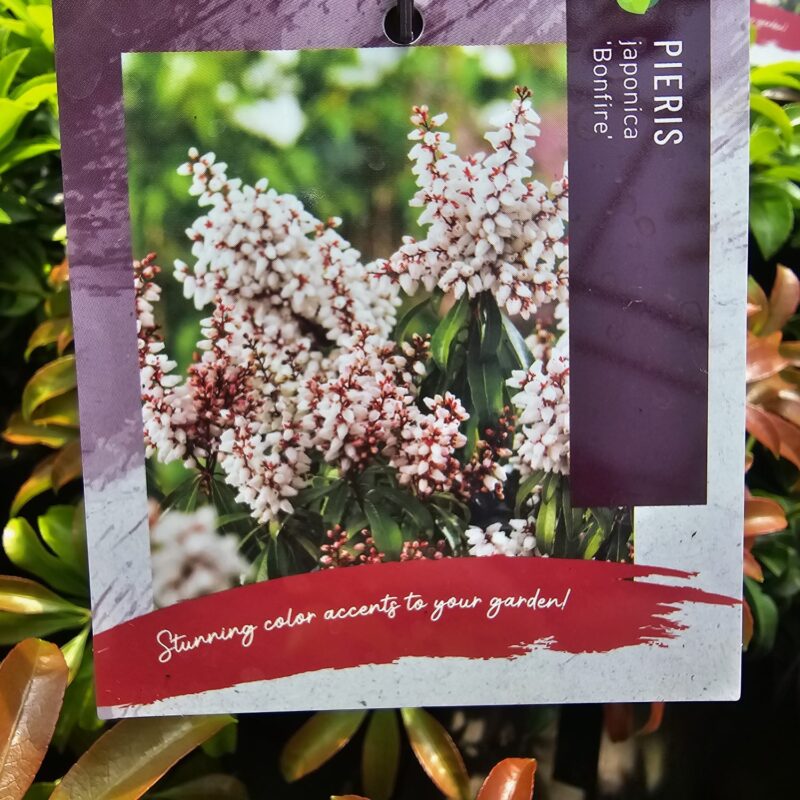 Pieris japonica bonfire 2ltr