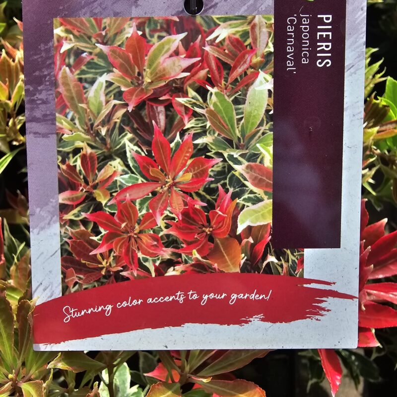 Pieris japonica carnival 2ltr