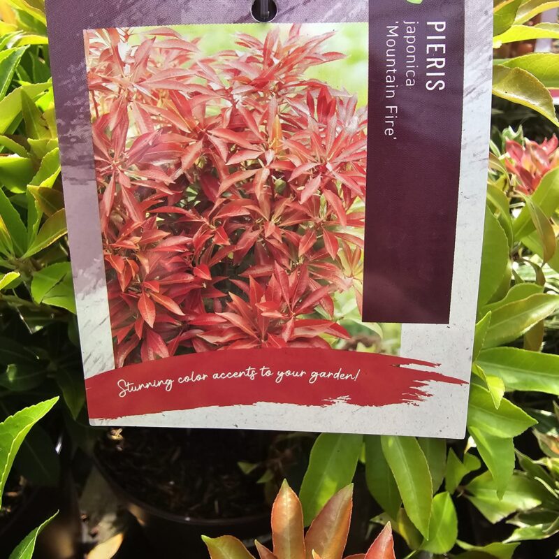 Pieris japonica mountain fire 2ltr