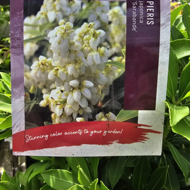 Pieris japonica sarabande 2ltr