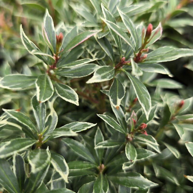 Pieris little heath 2ltr