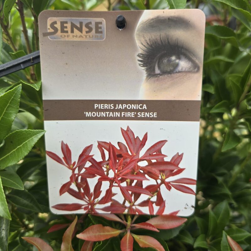 Pieris mountain fire 7.5ltr