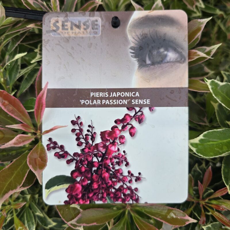 Pieris polar passion 7.5ltr