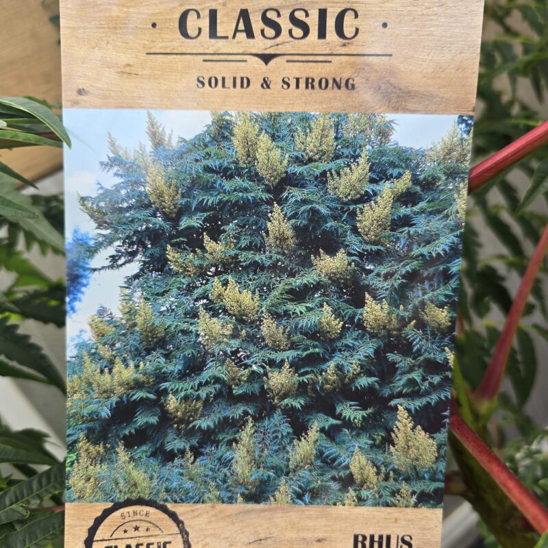 Rhus glabra laciniata 7.5ltr
