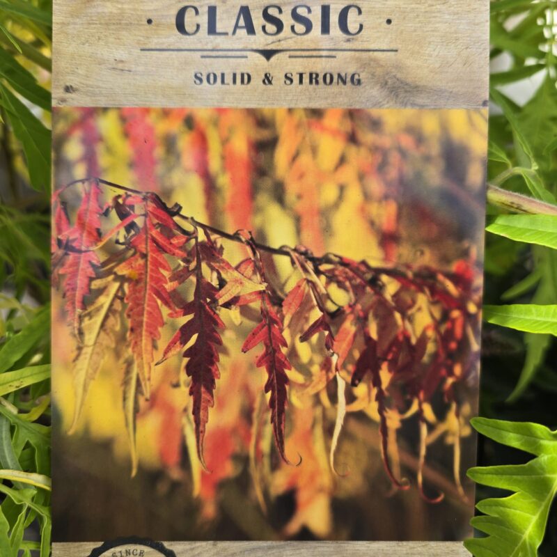 Rhus typhina tiger eyes 7.5ltr