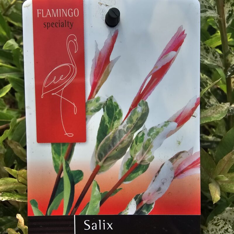 Salix integra flamingo bush 2ltr