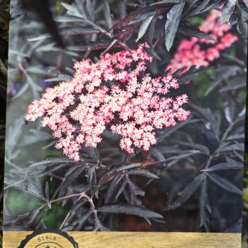 Sambucus black lace 7.5ltr