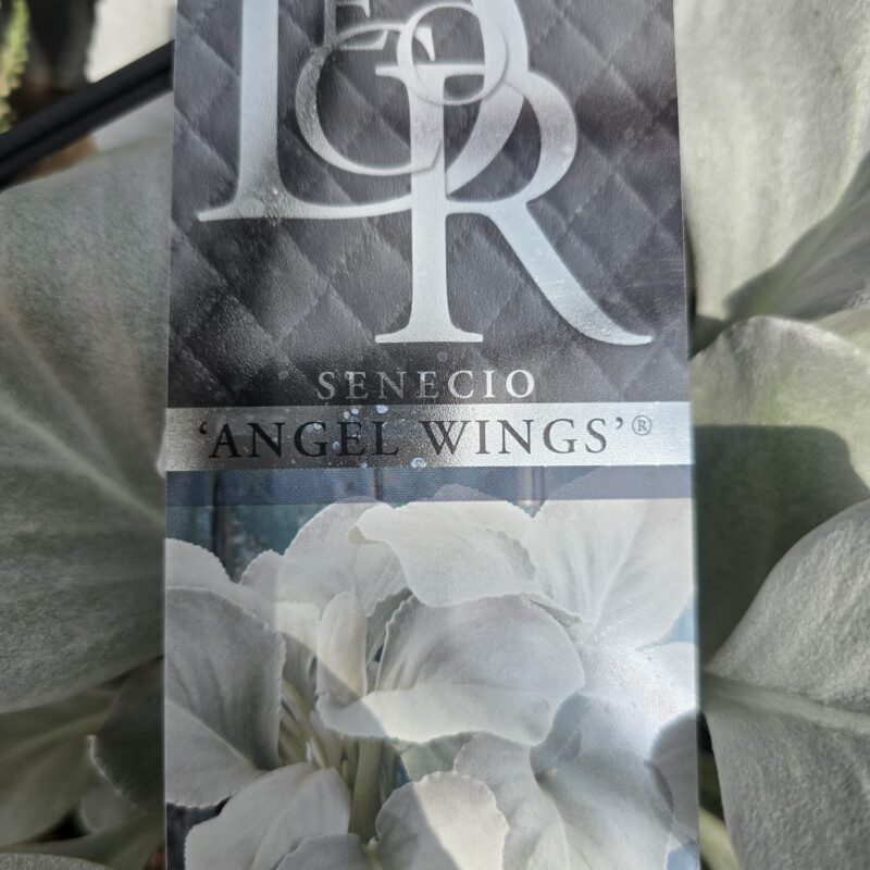 Senecio angel wings 2ltr