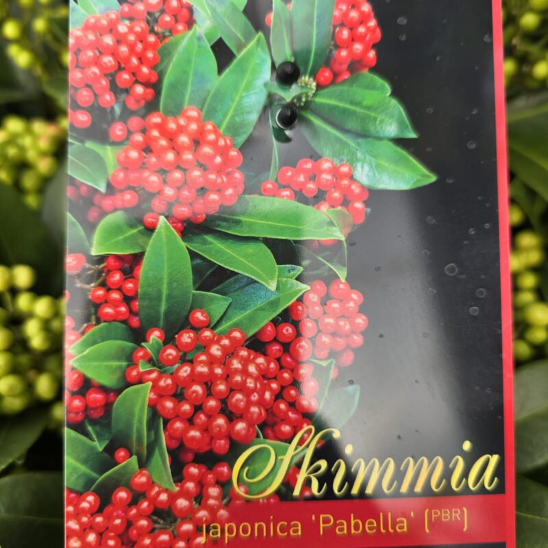 Skimmia japonica patella 2ltr