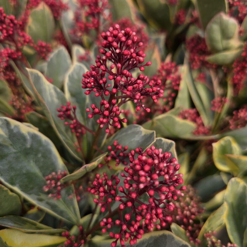 Skimmia japonica perosa 5ltr