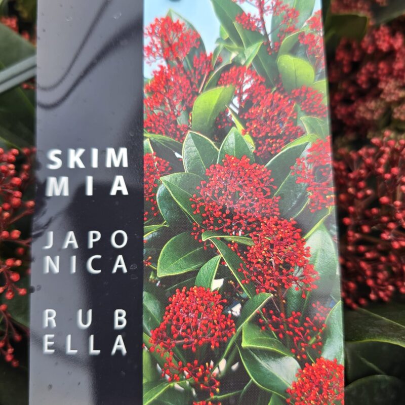 Skimmia japonica rubella 2ltr