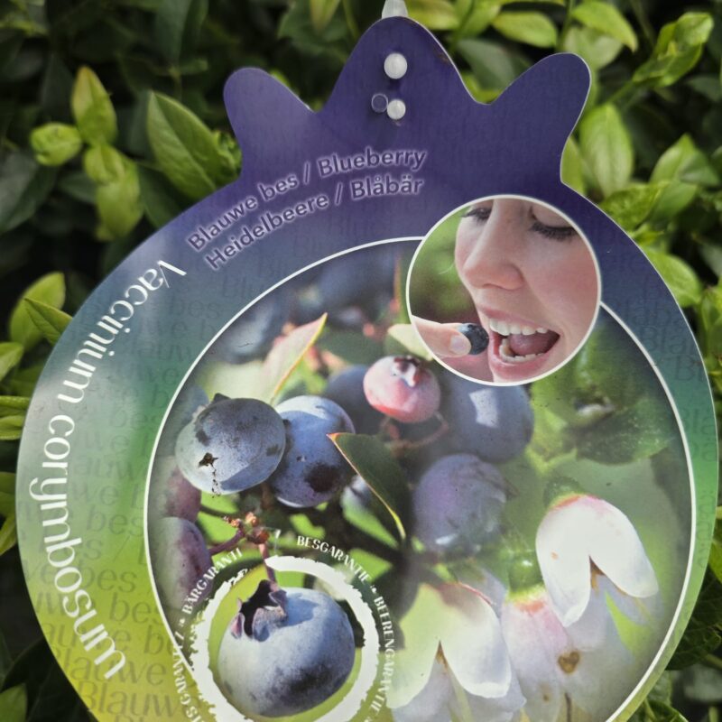 Blueberry corymbosum 5ltr