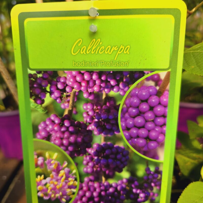 Callicarpa profusion 3ltr