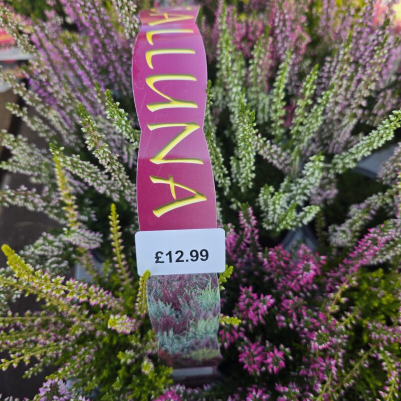 Calluna mix 6 pack