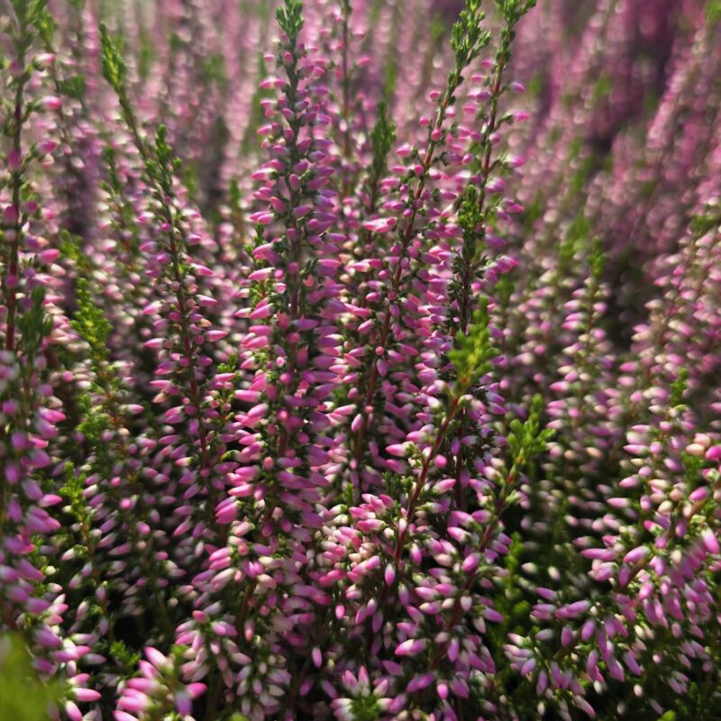 Calluna pink 10cm