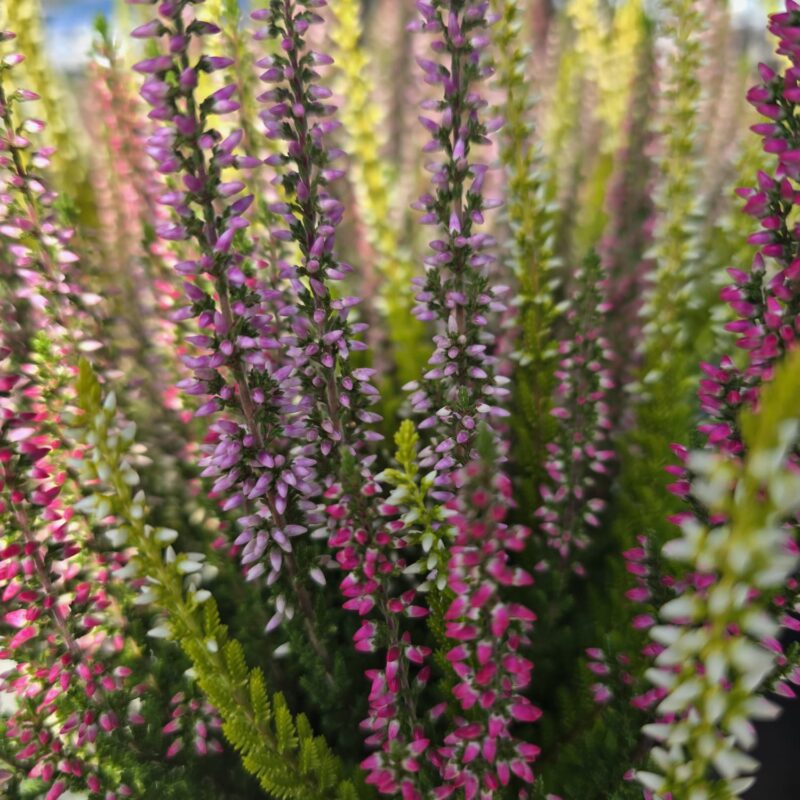 Calluna trio 10 cm